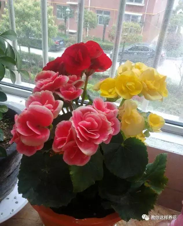 海棠到冬天叶片都掉光了,海棠到夏天就落叶