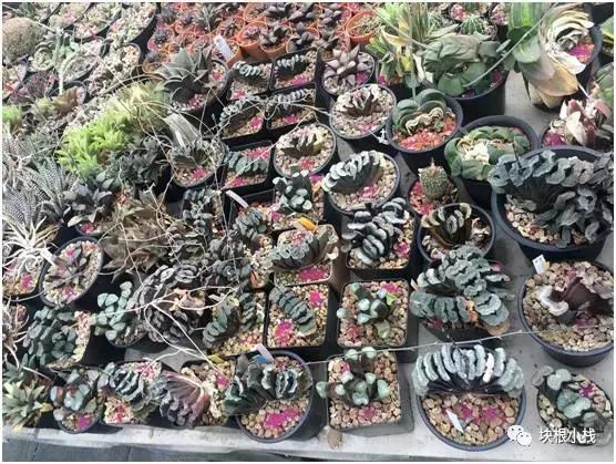 2019上海多肉展仙人球,2023泰国多肉展会直播