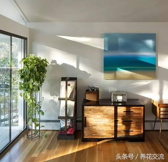 十种爬藤最好养的花花香持久,10种好养又好看的爬藤植物