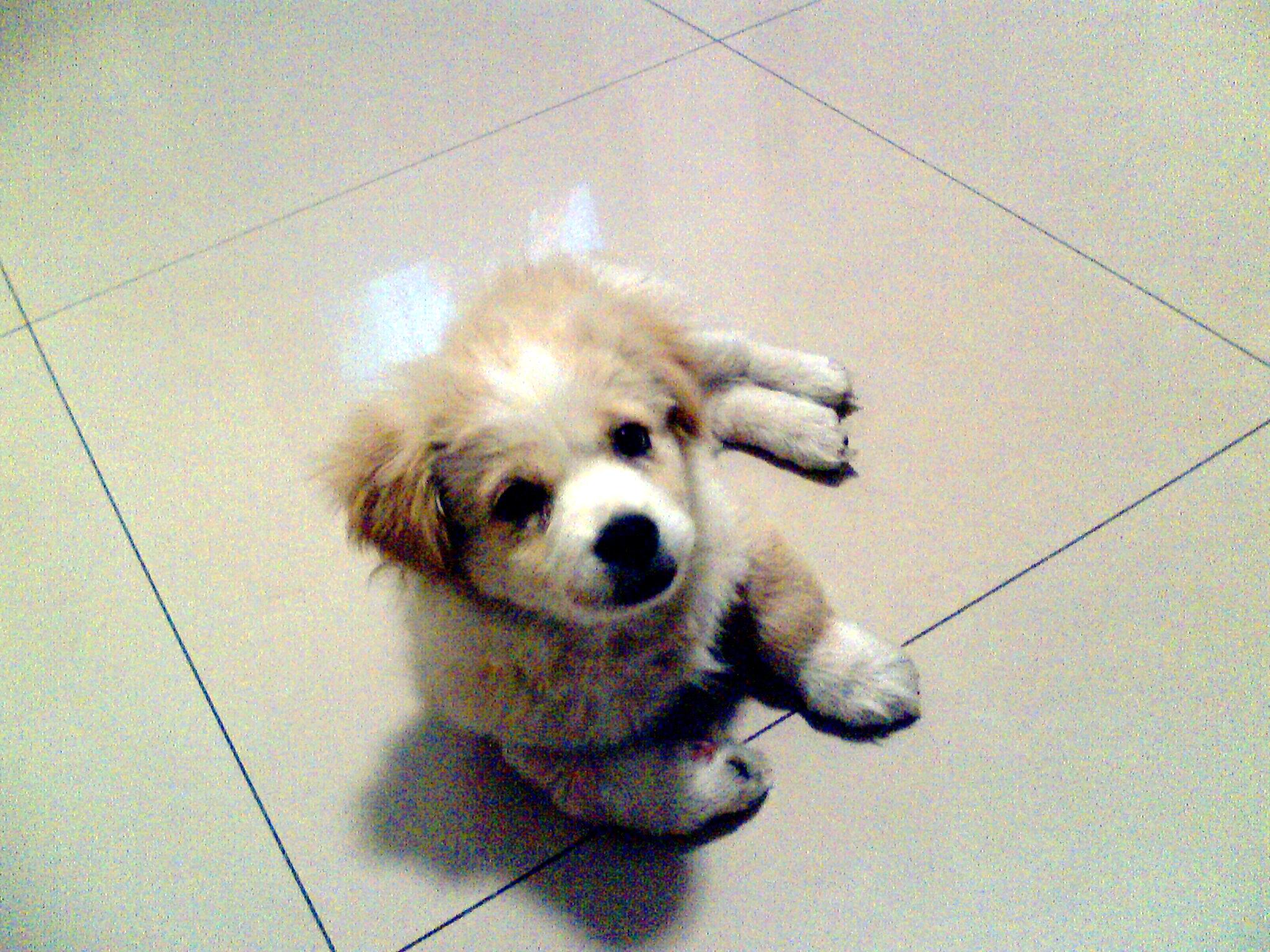 爱犬去世前祭拜视频,爱犬葬礼