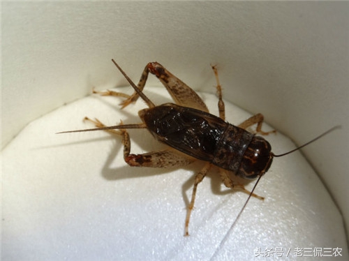 怀念小时候的玩具手枪,80后的童年农村男孩子玩的玩具