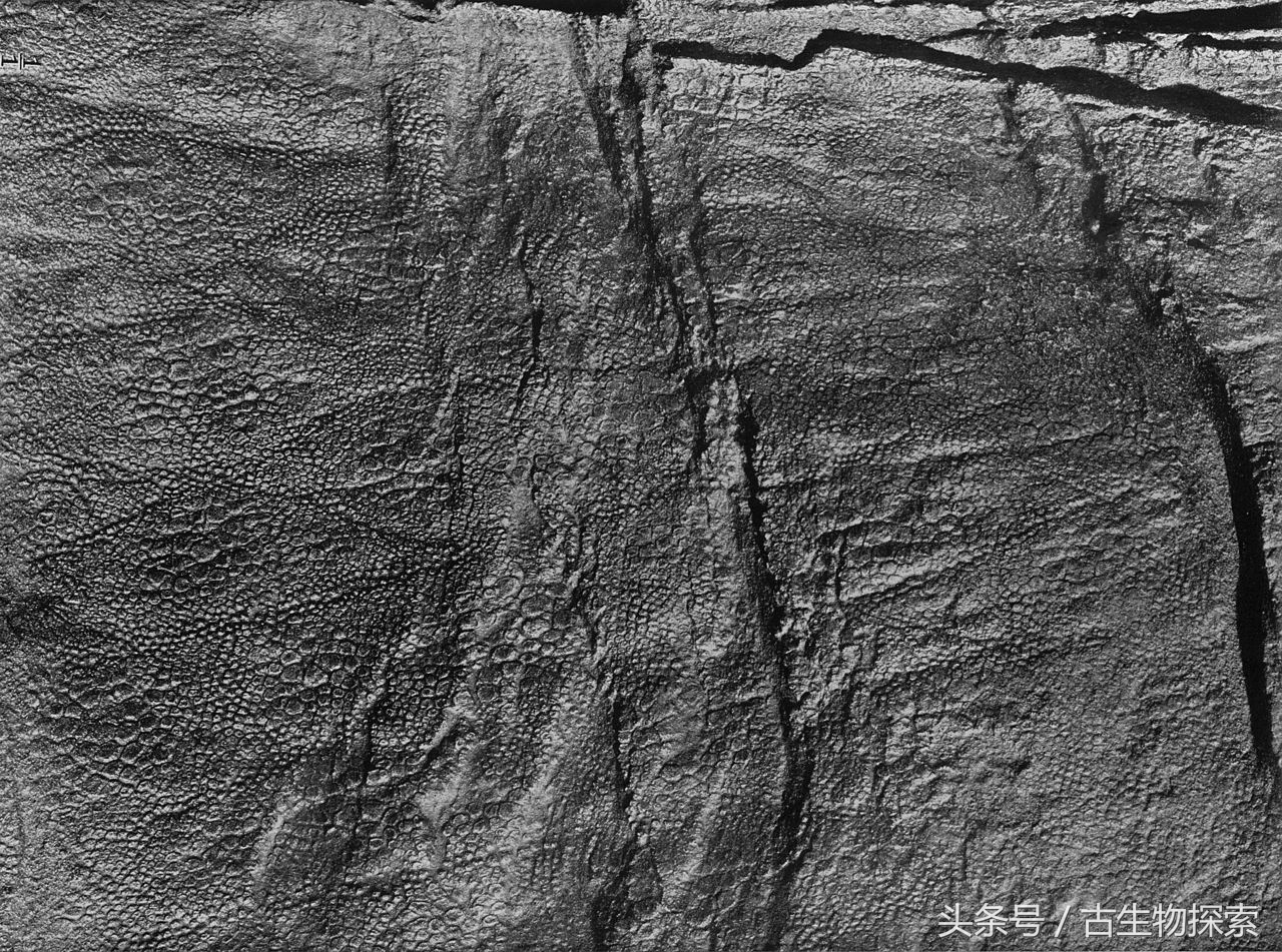 白垩纪的五大暴龙,白垩纪霸王龙是最强吗