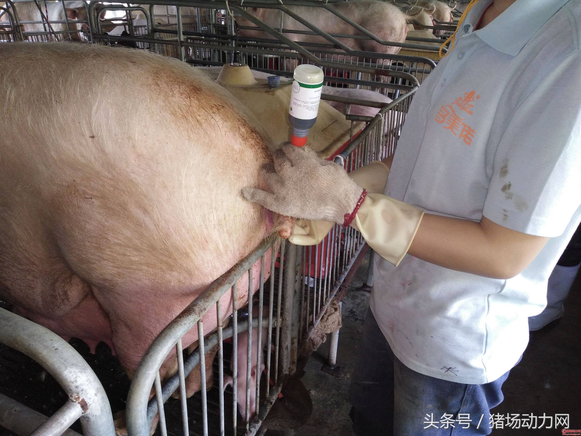 猪场治疗常见疾病的配方,养猪便秘怎么处理