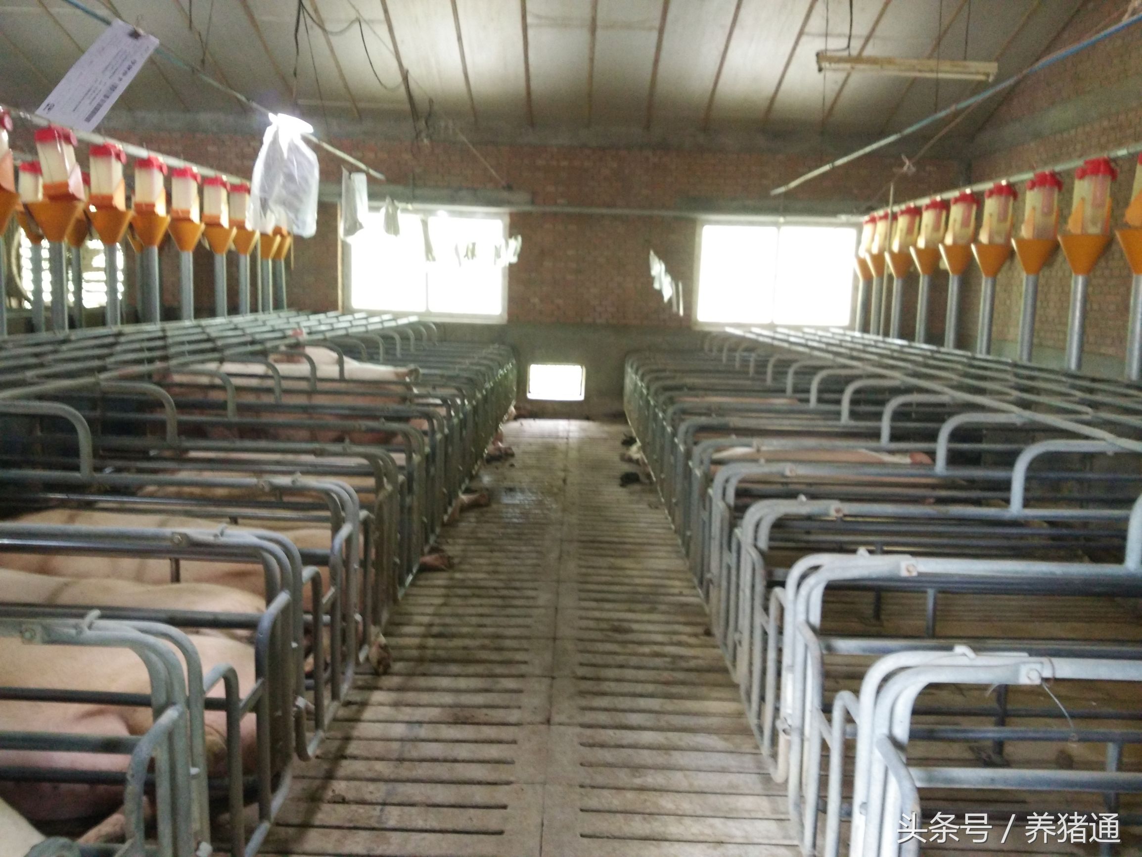 哺乳母猪的饲养管理要点有哪些,妊娠母猪饲养管理要点