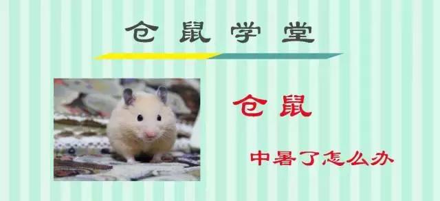 仓鼠中暑了好像死掉了怎么办,布丁仓鼠中暑了该怎么办