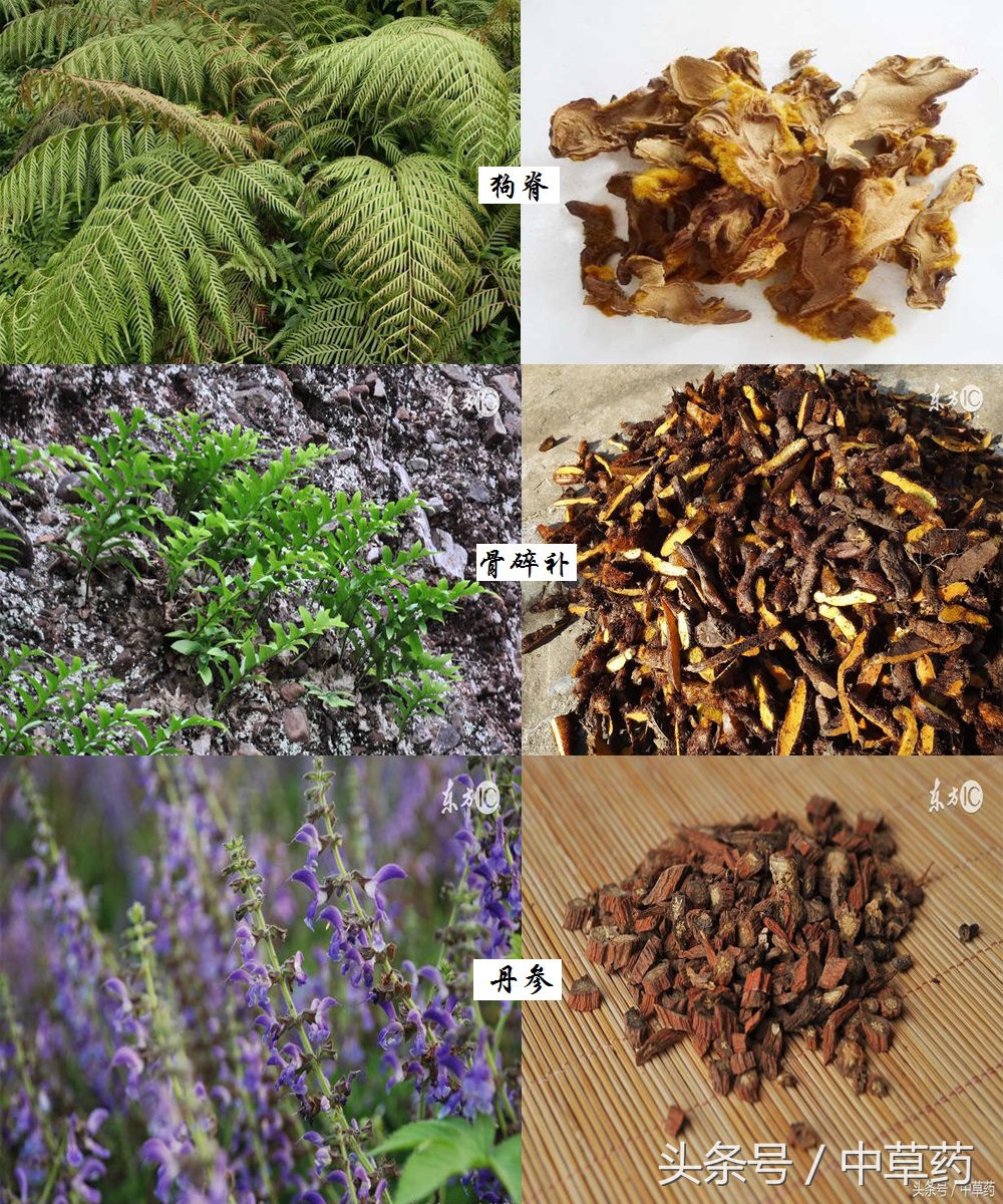 药性歌括四百味讲解视频,药性歌括四百味2