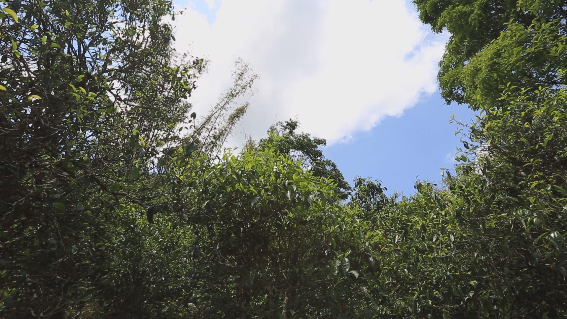 无量山小茶砖,野生大叶普洱茶砖