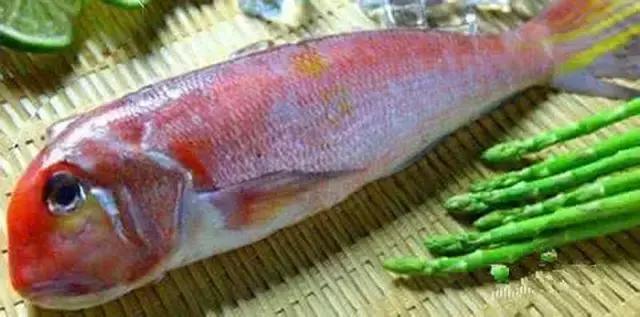 一啸渔乐,常见平尾海鱼有哪些