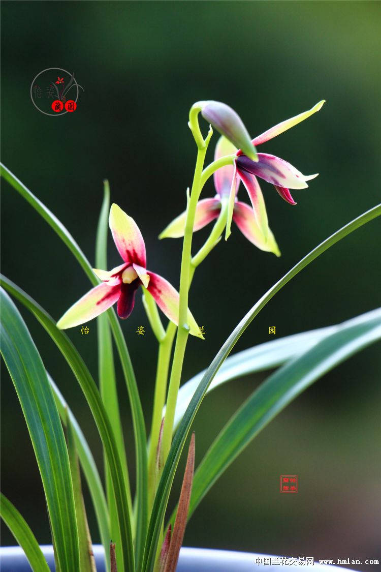 峨眉晨光四季兰品种,四季兰红舌精品欣赏
