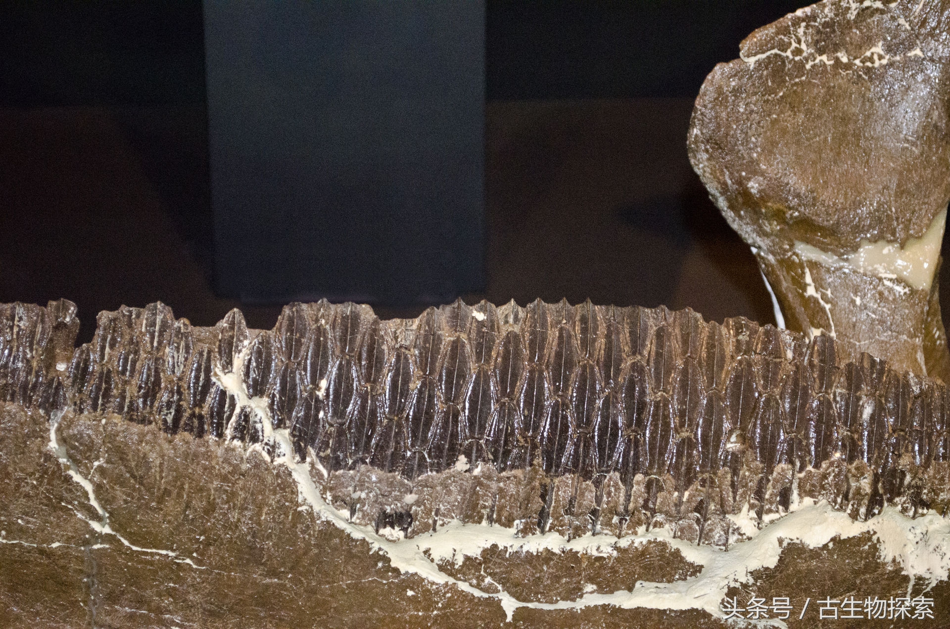 白垩纪的超级鸭嘴龙类，比霸王龙还要大！