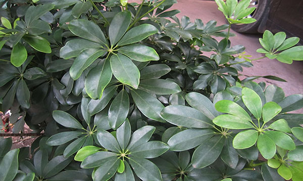 什么东西来调配浇花可以灭虫子,养花有小黑虫怎么消灭最彻底