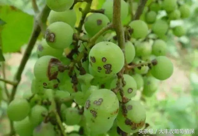 葡萄果实褐色怎么回事,葡萄花梗变褐色什么原因