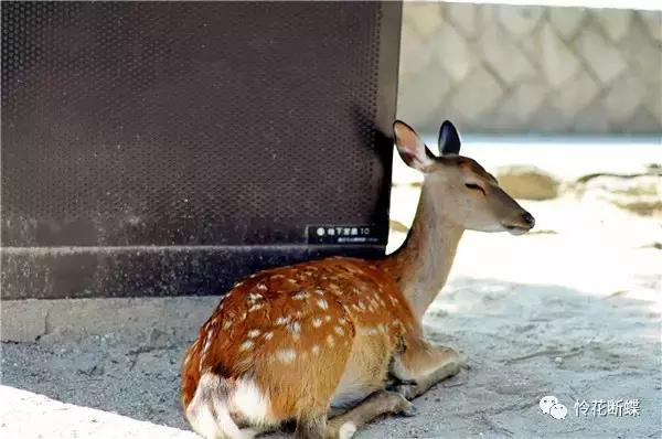 暑假如何玩转邮轮,暑假怎么玩儿