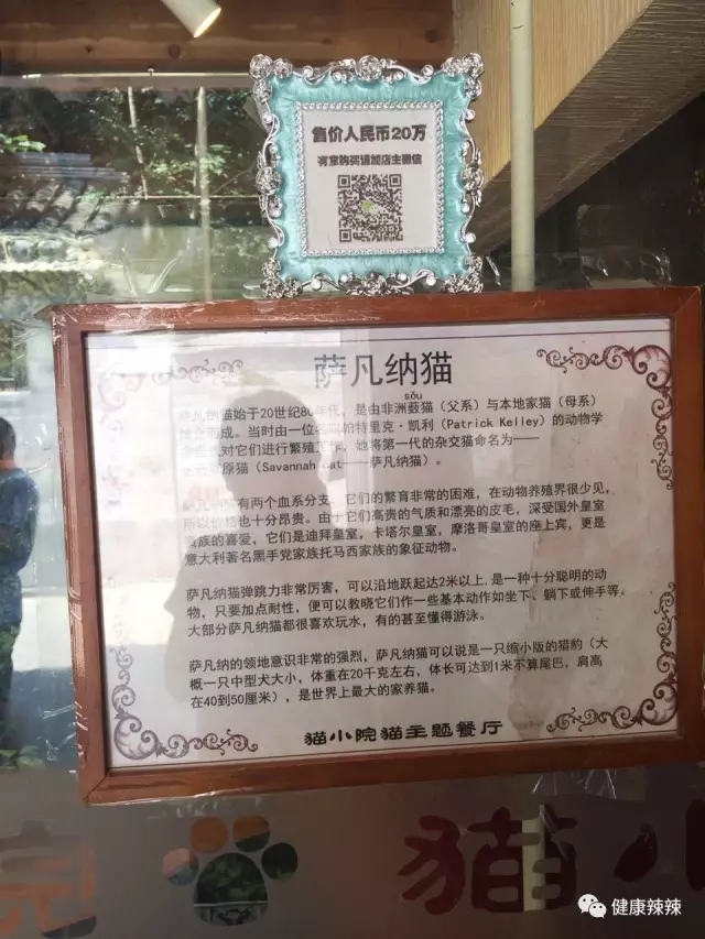 跟着辣妹逛胡同之二，带你看看20万的猫~菊儿胡同走起