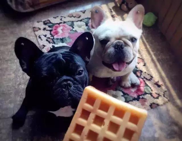 一梦谈狗：听说你喜欢法国斗牛犬，那你了解它么？