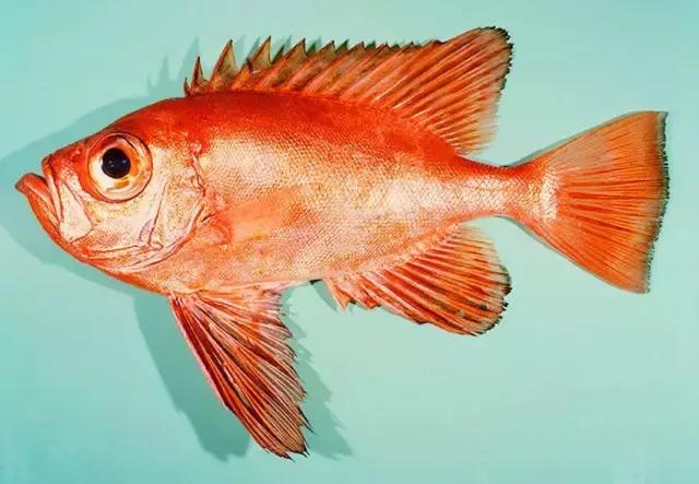 一啸渔乐,常见平尾海鱼有哪些