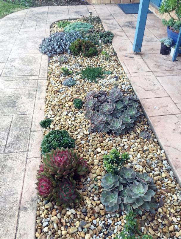 多肉植物澳大利亚墨尔本,墨尔本多肉