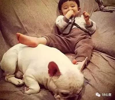 人见人爱的狗叫什么名字,人见人爱的田园犬