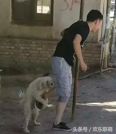 泰迪脑子,泰迪脑子有多大