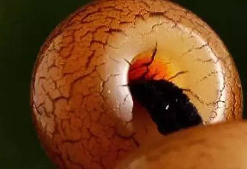 有人喜欢这样的石头，口味还能再重一些吗？