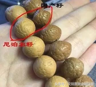 冒充凤眼菩提的核,凤眼菩提啥仿的