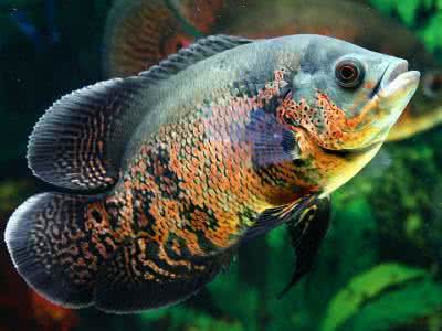 观赏鱼因为打斗掉鳞咋整,观赏鱼打架了怎么办呢用什么药