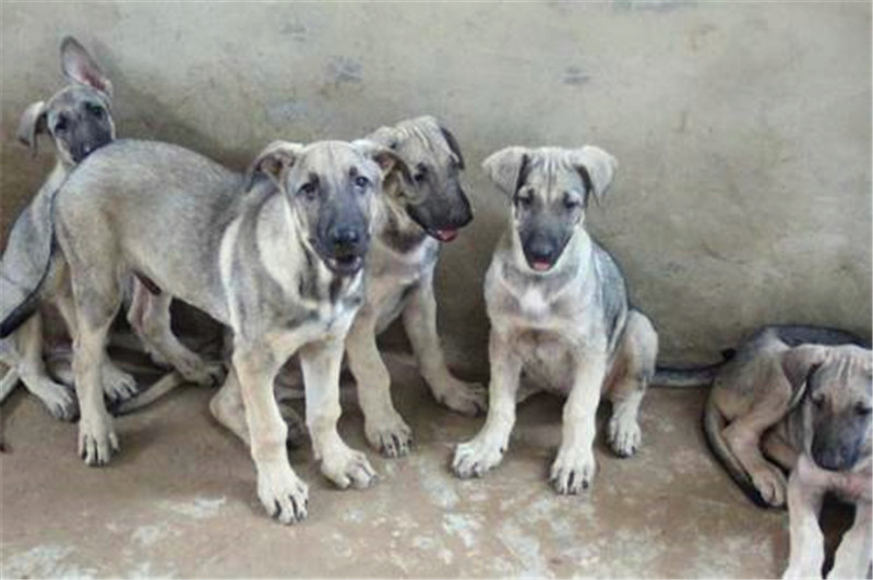 狼青犬从小怎么训练,看家护院狗训练