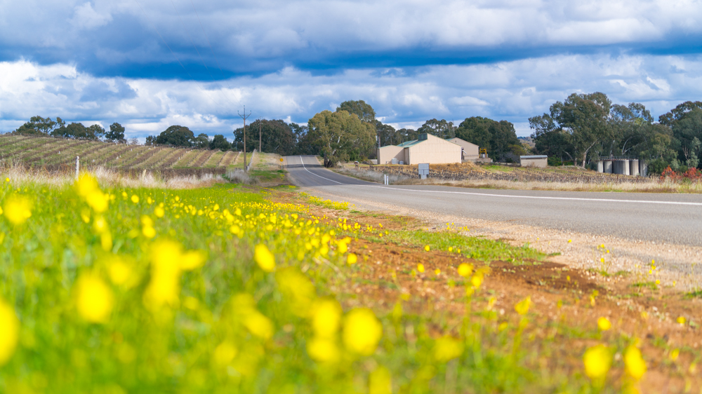 澳洲生蚝哪里最好,全球顶级生蚝多少钱一个
