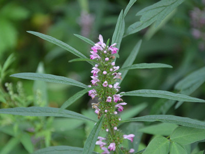 益母草正确喝法,用益母草泡水喝有什么效果