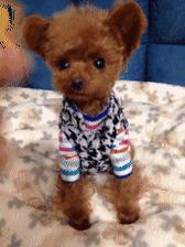 立耳泰迪和飞耳泰迪哪个好,飞耳泰迪和裁耳泰迪怎么区别