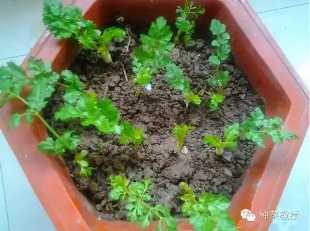 阳台种菜的土没有营养了怎么办,种子种菜阳台教程