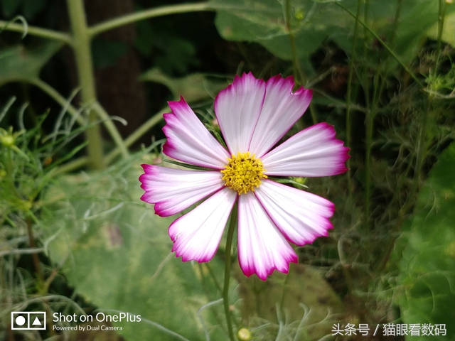 入手一加5效果如何,一加手机5的性能怎么样