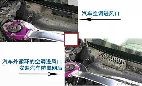 爱车被动物入侵怎么办,爱车被狗咬坏怎么办