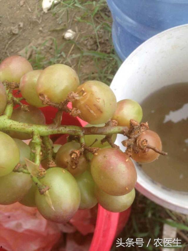 葡萄烂果的原因和防治,葡萄烂果的处理方法