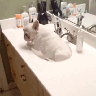 一梦谈狗：听说你喜欢法国斗牛犬，那你了解它么？