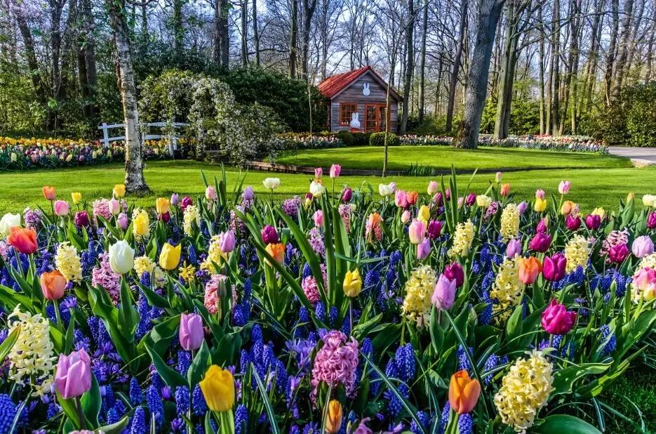 荷兰现在能不能去,什么时候不能去荷兰