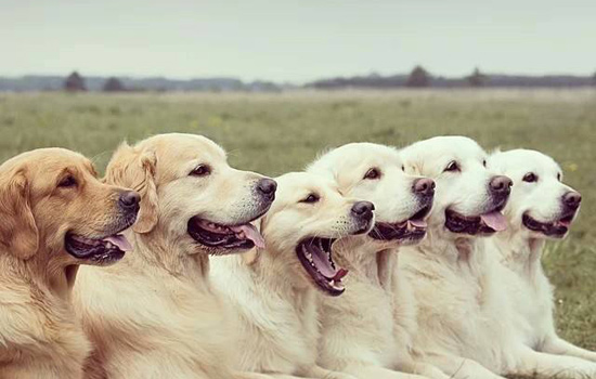 狗狗手术后会得躁郁症吗,狗狗手术后会因为疼呼吸急促吗