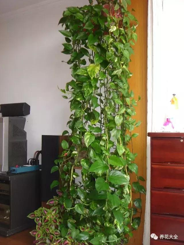 小小的绿萝，竟然完爆你家其他花，甩出十条街都不止！