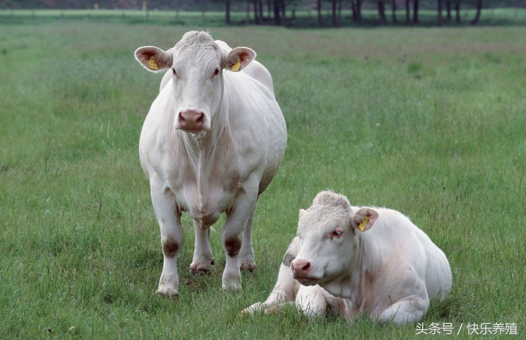 夏洛莱公羊的优缺点,夏洛莱牛的饲养与管理