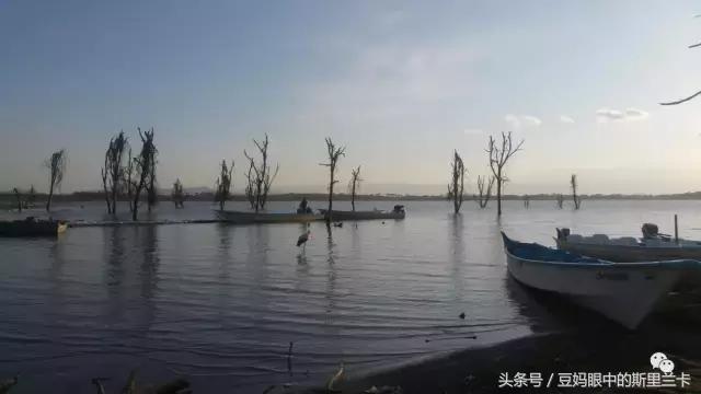 风动？树动？心动！致你，Kenya