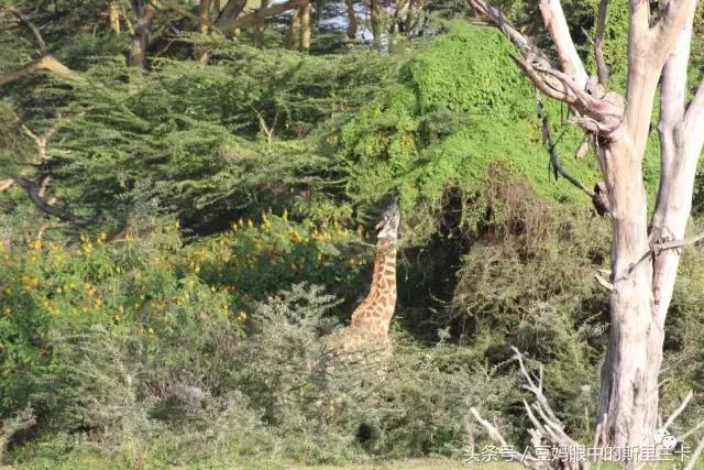 风动？树动？心动！致你，Kenya