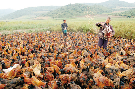 鸡白色念珠菌用什么药,白色念珠菌是什么原因形成的