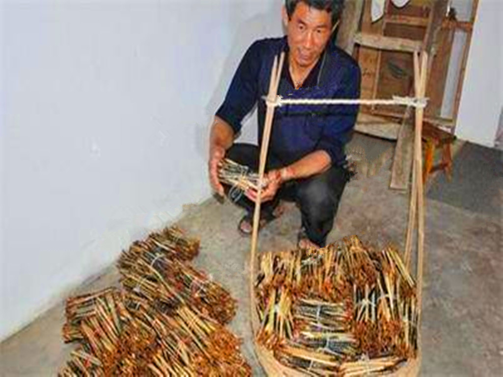 农民增收好点子，捕捉蜈蚣挣钱，被咬后自找草药医治，月入千元