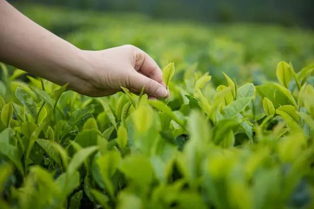 腾冲“茶妈妈”：茶的淡泊，也是人的淡泊