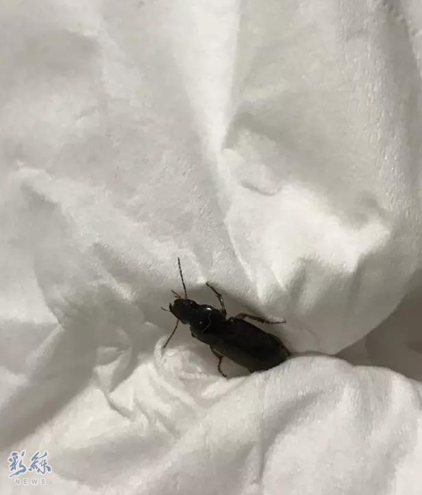 沈阳有虫子吗,京津冀出现黑虫子