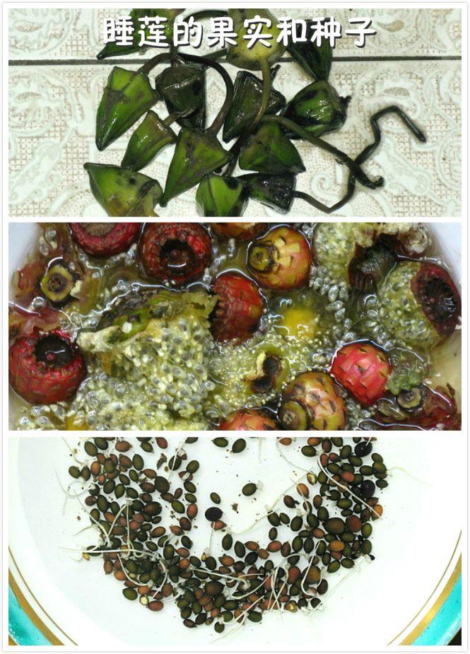 鱼缸养睡莲的养殖方法视频,家庭养睡莲用多大的缸合适