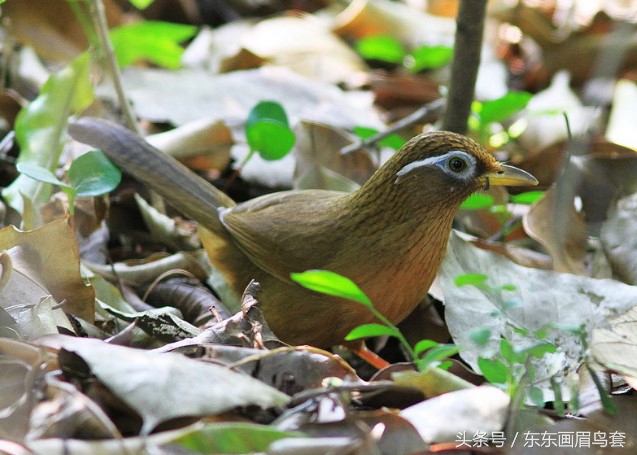 东东画眉鸟视频,东东画眉鸟套