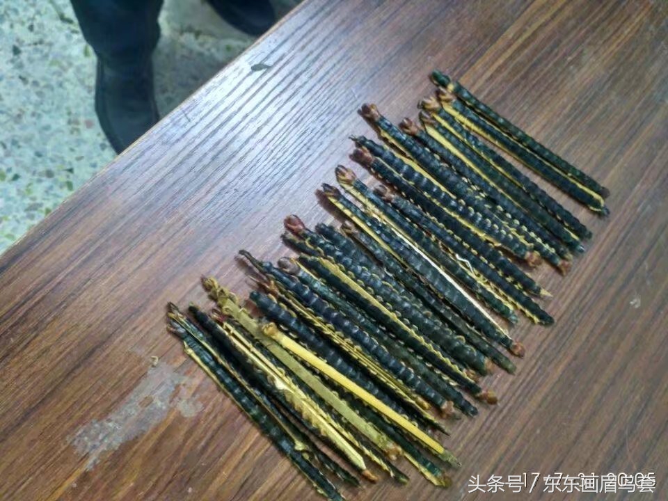 画眉鸟换毛期间可以洗澡吗,画眉鸟换毛期喂什么料最好