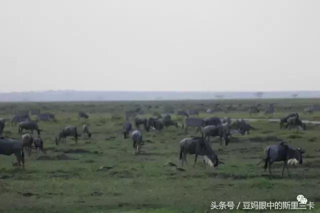 风动？树动？心动！致你，Kenya