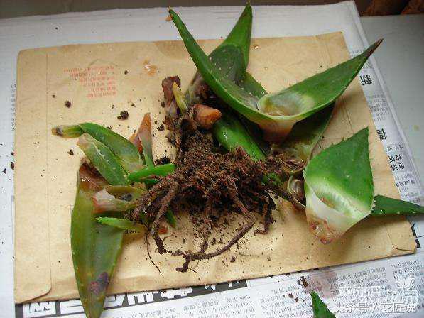 芦荟干瘪发黄发软怎么拯救,如何救活快要枯萎的芦荟